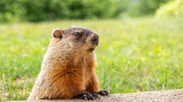 Groundhog Day Is Based Off an Old German Christian Holiday