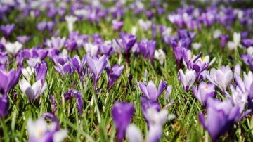 Tomorrow is first day of spring