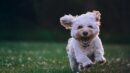 8 Sweet Signs a Dog Gives When They Love Your Partner and Want You to Keep Them Around