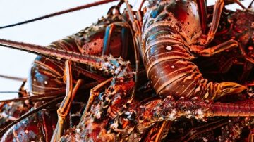 Scientists Confirm Lobsters Experience Pain, Call Live Boiling Inhumane